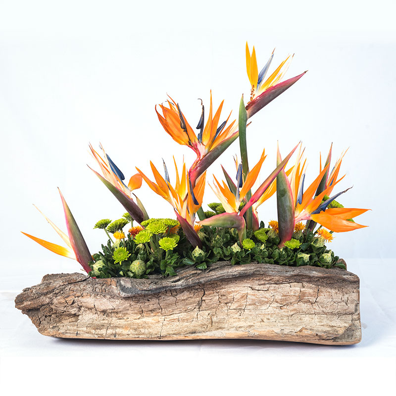 Base de tronco con 12 Strelitzia